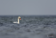 hoeckerschwan-mar1