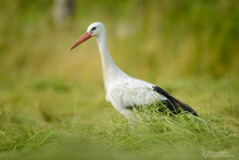 Weissstorch-jul1