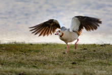 Nilgans