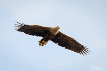 6seeadler