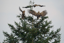 2seeadler-2