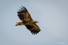 3seeadler