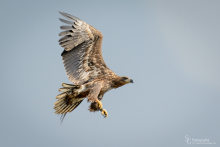 4seeadler
