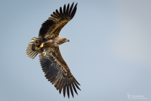 5seeadler