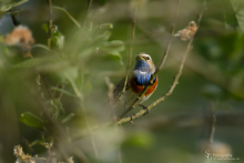 Blaukehlchen-Mai1