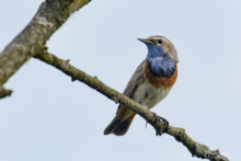 Blaukehlchen-Mai3