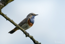 Blaukehlchen-Mai2