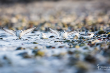Sanderling-Dez6
