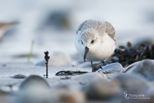 Sanderling-Dez2