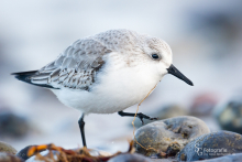Sanderling-Dez3
