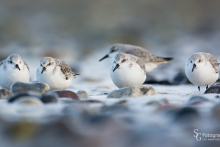 Sanderling-Dez1