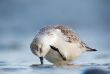 Sanderling-Dez5