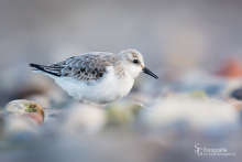 Sanderling-Dez4