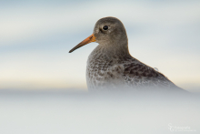 Meerstrandläufer - Januar 2