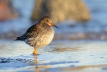 Meerstrandläufer - Januar 1
