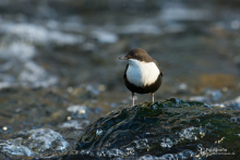 Wasseramsel-Nov5