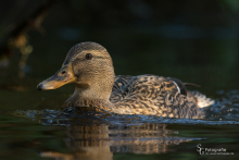Stockente-Nov2