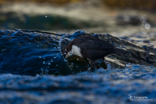Wasseramsel-Nov8