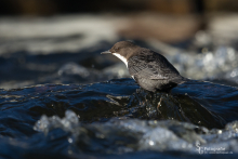 Wasseramsel-Nov6