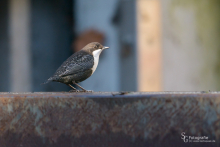 Wasseramsel-Nov7