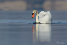 Höckerschwan-mar2