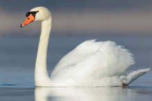 Höckerschwan-mar1