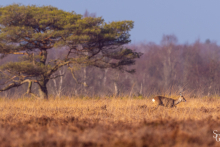 Rehwild in einem Moorgebiet