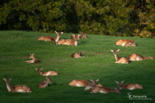 Damwild-20180917-002