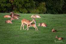 Damwild-20180917-004