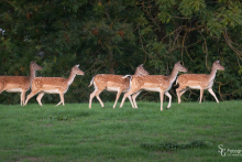 Damwild-20180917-006