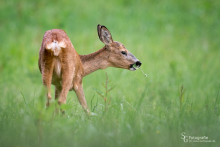 Führende Ricke auf einer Wiese