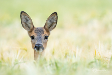 Führende Ricke in einem Gerstenfeld