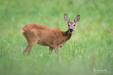 Führende Ricke auf einer Wiese