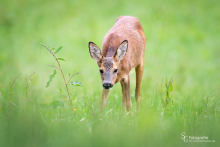 Führende Ricke auf einer Wiese