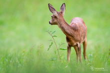 Führende Ricke auf einer Wiese