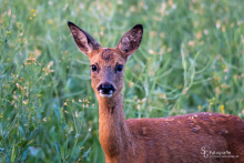 Rehwild bei Sonnenaufgang