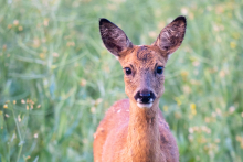 Rehwild bei Sonnenaufgang