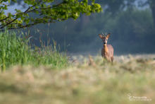 Rehwild bei Sonnenaufgang