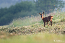 Rehwild bei Sonnenaufgang
