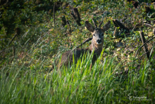 Rehwild bei Sonnenaufgang