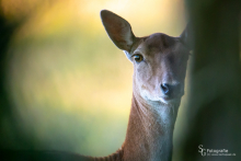 Damtier im Abendlicht