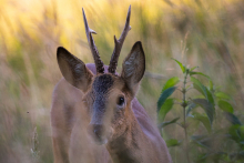 Rehbock im Abendlicht