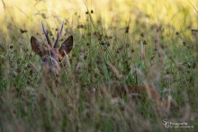 Rehbock im Abendlicht