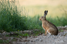 Feldhase im Abendlicht