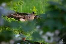 Sechser Rehbock knabbert an einer jungen EIche