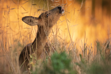 SG1024reh-20180804-001