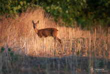 SG1024reh-20180804-002