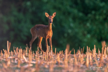 SG1024reh-20180804-004