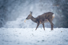 Rehwild im Schnee