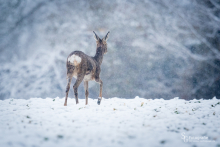 Rehwild im Schnee